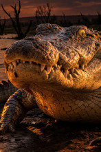 Imagen de Human and Wildlife Conflict Ep. 1 - 2