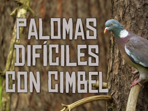Palomas difíciles a cimbel