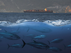 Imagen de Tuna paradise - 1