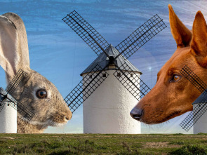 Imagen de Conejos en campo de Criptana - 1