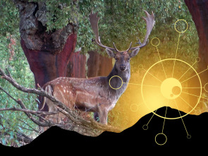 Mi primer Gamo en Sierra Morena