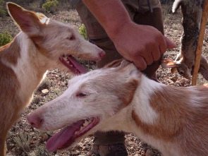 Xarnego, el podenco valenciano
