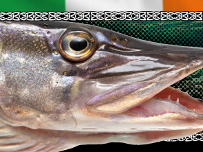 Wild Pike Ireland - capítulo final