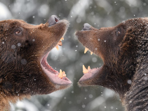 Imagen de Rumanía, el embrujo de la caza salvaje - 1