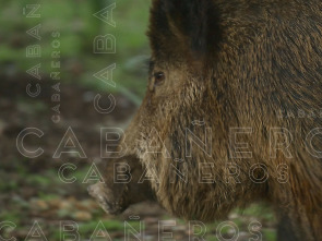 Imagen de Cabañeros - 1