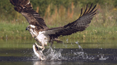 Imagen de Wild Escocia: Las...: Verano - 10