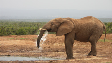 Imagen de Grandes parques naturales de África: parque nacional de los elefantes de Addo - 10