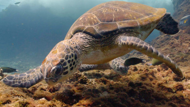 Imagen de El mar arábigo - 10