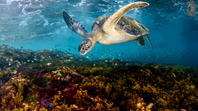 Imagen de Mediterráneo: un mar en peligro  - 10