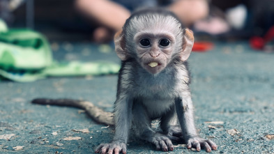 Imagen de Rescate de animales bebé: Ep.3 - 8