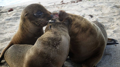 Imagen de Familias animales asombrosas: Ep.4 - 10