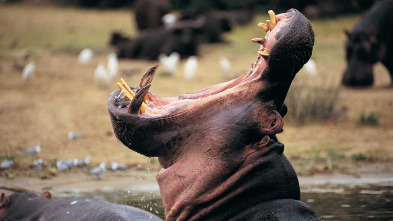 Imagen de Zambia salvaje: Pesos pesados de la naturaleza - 10