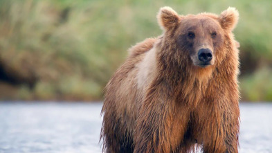 Imagen de Los osos gigantes de Alaska - 10