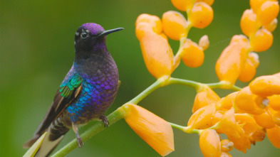 Imagen de Ecuador en la cima de la biodiversidad - 10