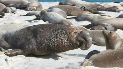 Imagen de La vida secreta de las focas - 10