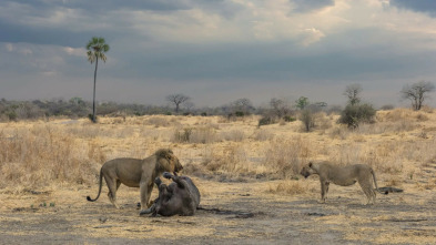 Imagen de Los leones mandan - 10