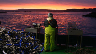 Imagen de El escarabajo verde  - 10