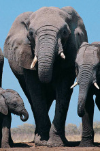 Imagen de Zambia salvaje  - 8