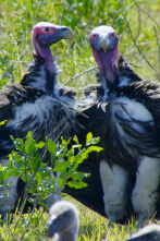 Imagen de Grandes parques naturales de África: Isimangaliso: el milagro - 7