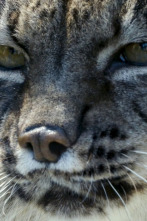 Imagen de Hijos de Saliega. El retorno del lince ibérico - 8