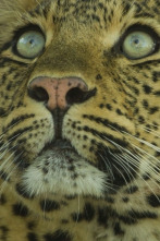 Imagen de El legado de la leoparda - 7