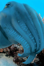 Imagen de Into the blue: Raja Ampat - 8