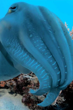 Imagen de Into the blue: Ambon - 8