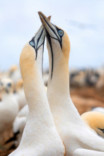 Imagen de El gran festín del océano - 8