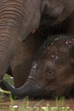 Imagen de Elefants, canviant vides - 8