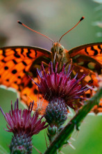 Imagen de Viviente  - 8