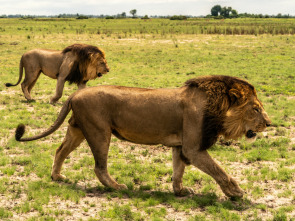 Imagen de Okavango: el río de los sueños  - 2
