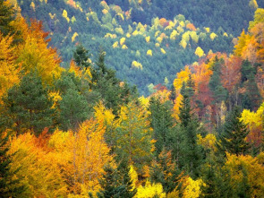 Imagen de El bosque protector: Bosques por el mundo, las Landas - 2