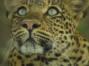 Imagen de El legado de la leoparda - 2