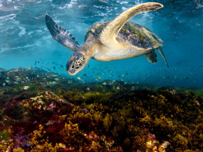 Imagen de Mediterráneo: un mar en peligro  - 2