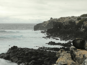 Imagen de El corrent de Humboldt: L'arribada - 2