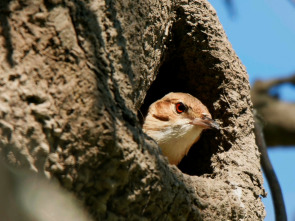 Imagen de Estructuras animales: Hogares a medida - 2