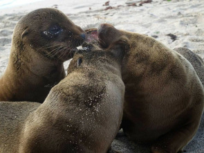 Imagen de Familias animales asombrosas: Ep.6 - 2