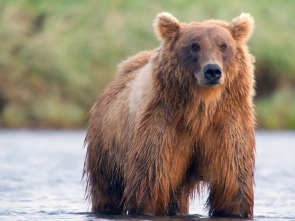 Imagen de Los osos gigantes de Alaska - 2