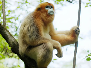 Imagen de Recuerdos de un langur chato dorado - 2