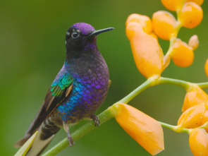Imagen de Ecuador en la cima de la biodiversidad - 2