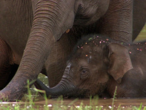 Imagen de Elefants, canviant vides - 2