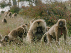 Imagen de Pandillas salvajes - 2