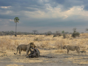 Imagen de Los leones mandan - 2