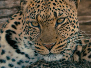 Imagen de Mashatu: tierra de leopardos - 2