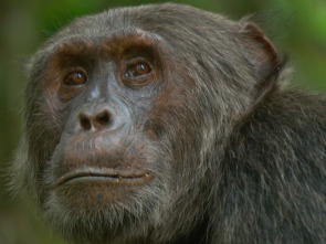 Imagen de Los animales más salvajes del planeta  - 2