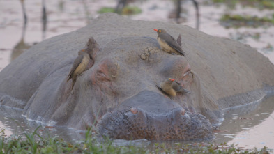 Imagen de Relats de Zàmbia - 3