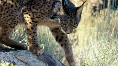 Imagen de Hijos de Saliega. El retorno del lince ibérico - 11