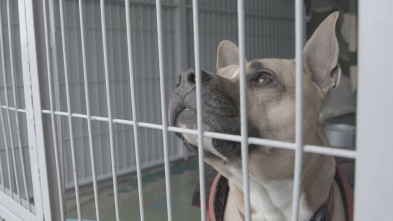 Imagen de La meva mascota i jo - 3