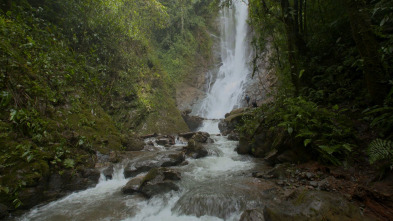 Imagen de Turismo rural en el...: Costa Rica: el secret de la jungla - 3