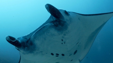 Imagen de Into the blue: Raja Ampat - 11
